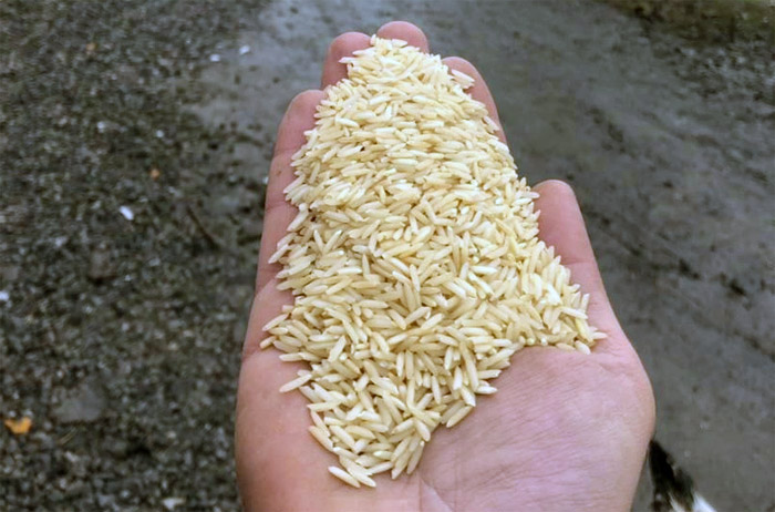 دودی کردن برنج