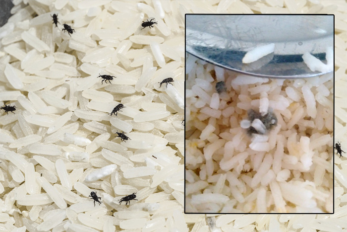 برنج فاسد شده