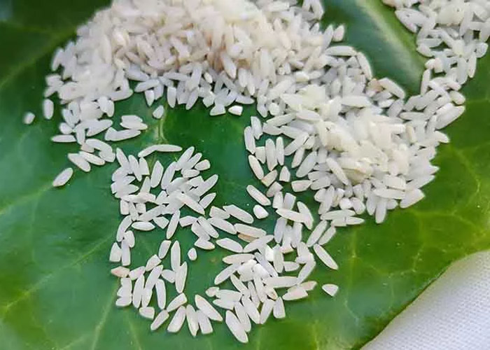 عکس برنج سر لاشه میانه