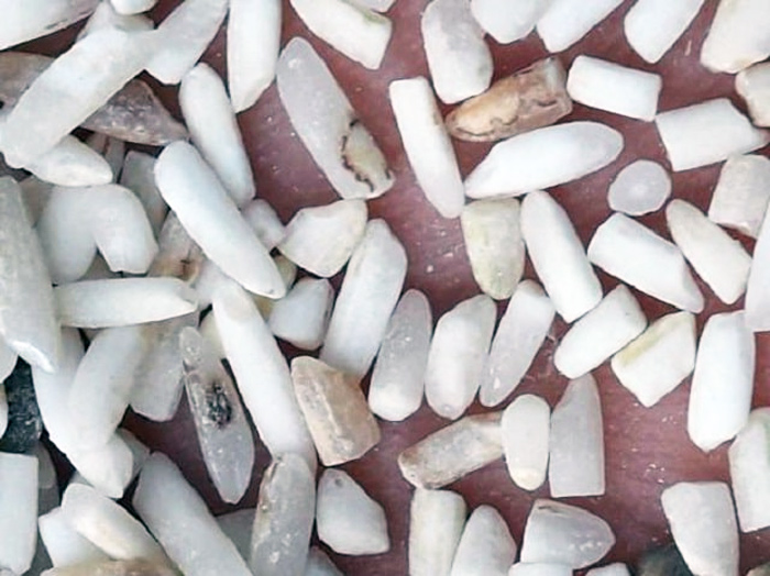 فاسد شدن برنج