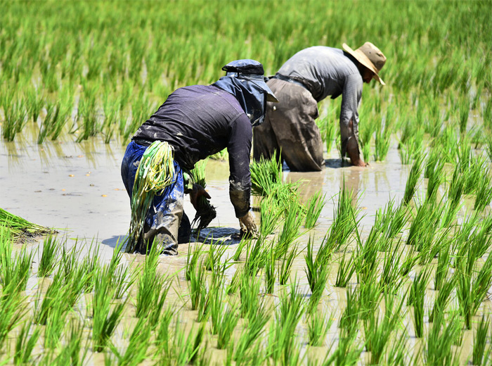 کاشت برنج ارگانیک