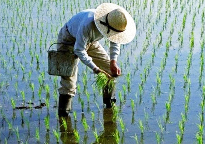 مزارع کشت برنج میانه