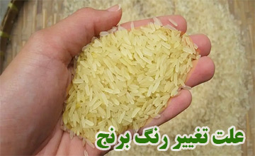 علت تغییر رنگ برنج خام و پخته شده چیست؟